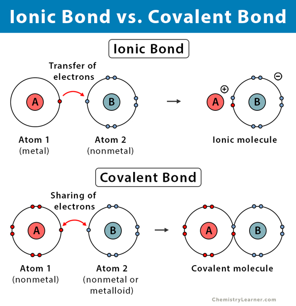 Ionic vs. Covalent Bonds